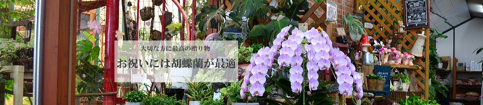 �K����΂��R�`���E�����͂������ł���